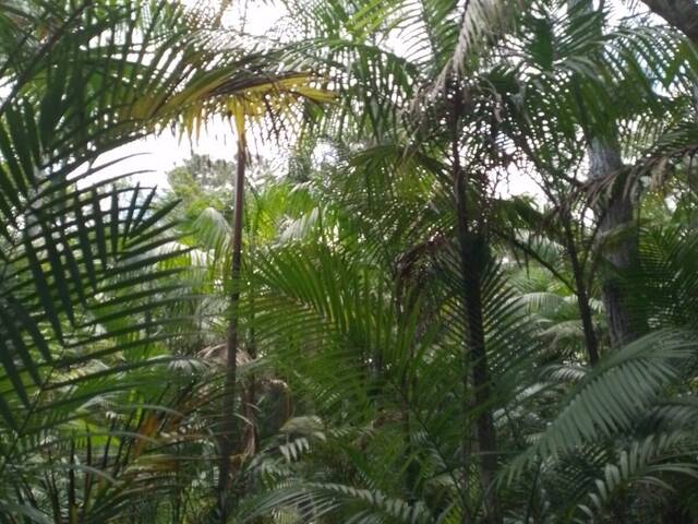 Chácara para Venda em Pariquera-Açu - 4